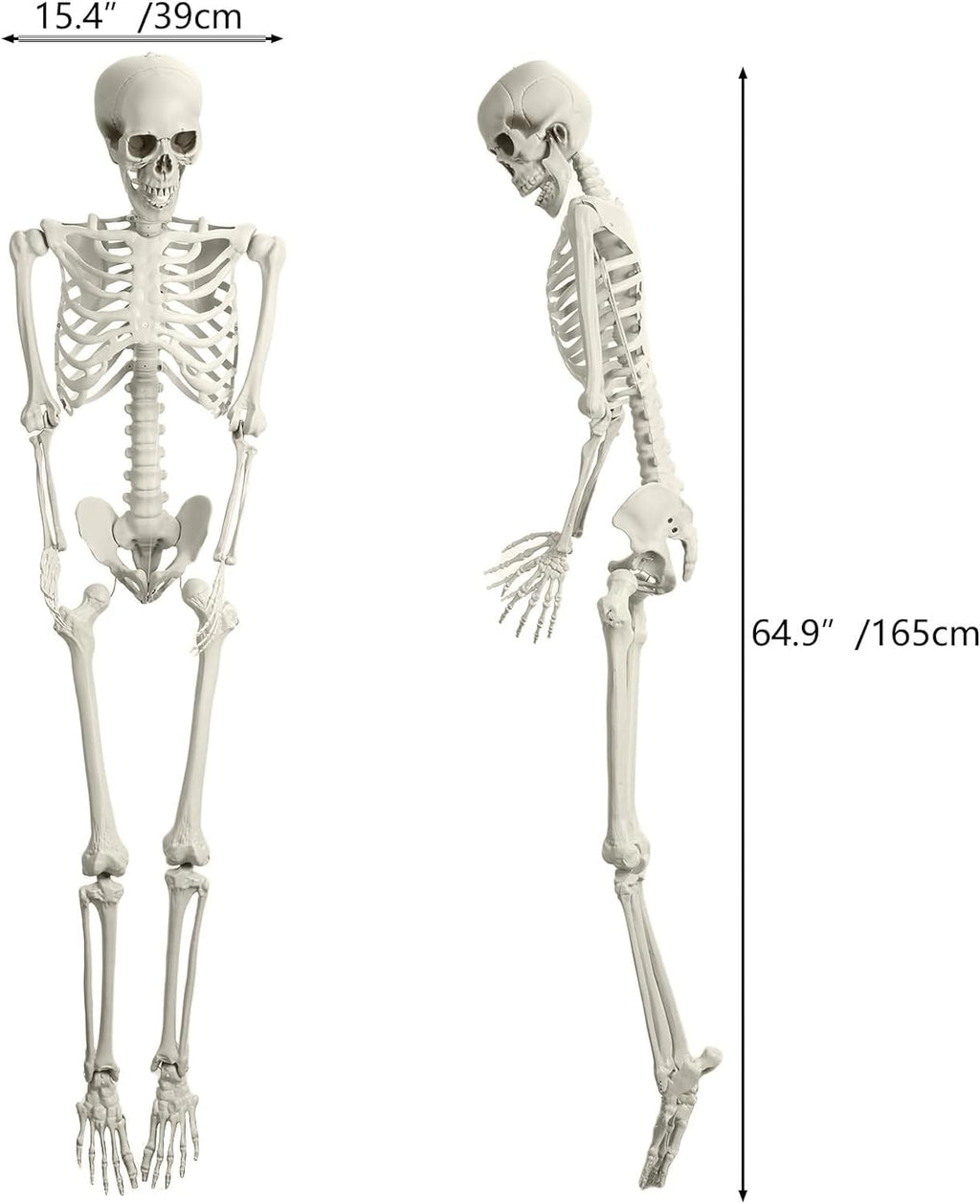 Halloween Skeleton Decoration 65inch Plastic Life Size Q7924