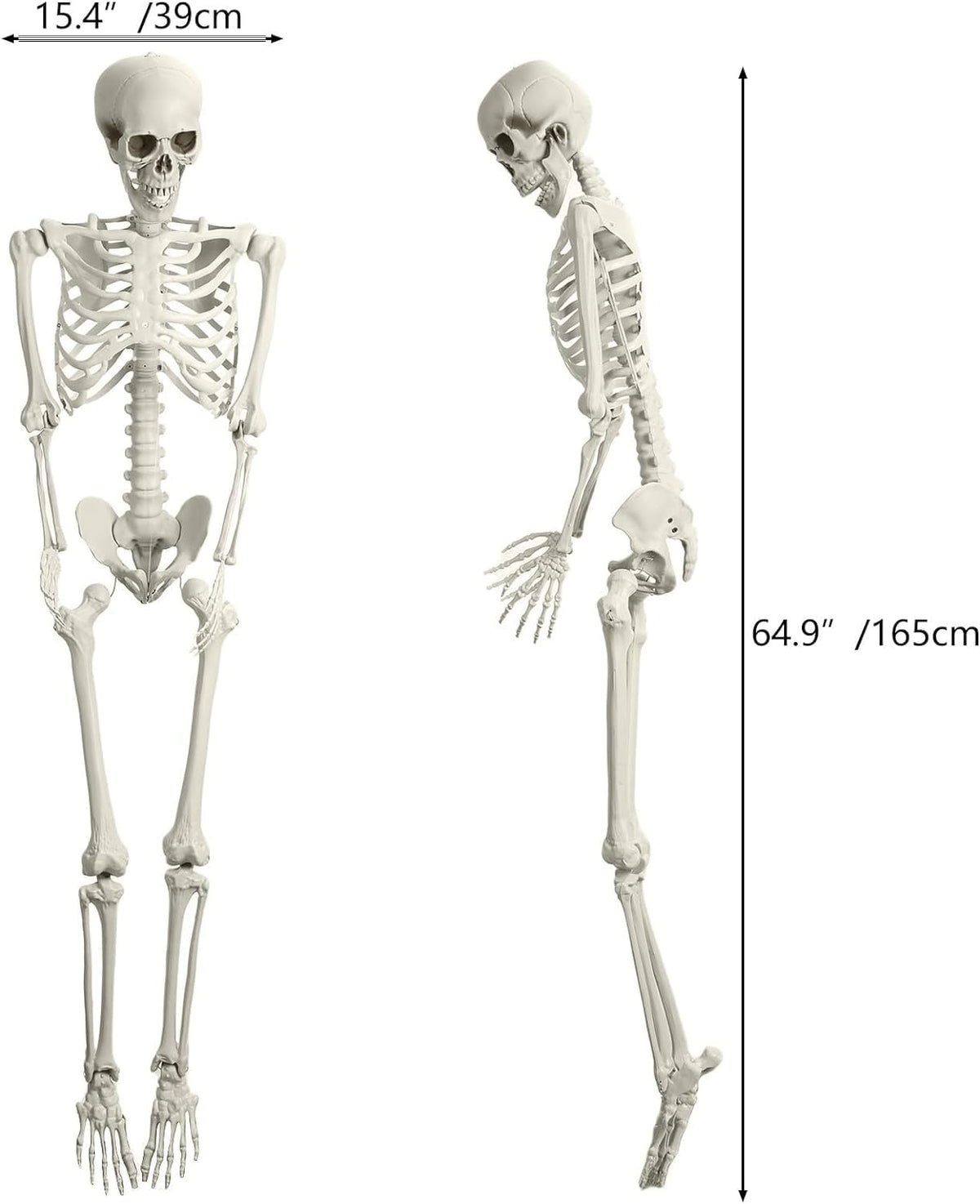 Halloween Skeleton Decoration 65inch Plastic Life Size Q7924