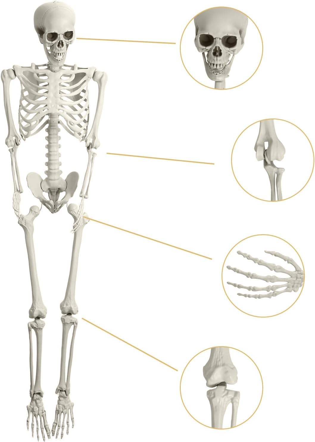 Halloween Skeleton Decoration 65inch Plastic Life Size Q7924