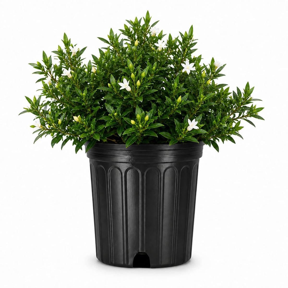 2 Extra Large 3 Gallon Frostproof Gardenia Jasminoides Fragrant Evergreen Shrub A752740