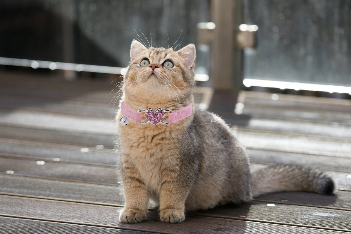 Pink Cat Collar with Safety Belt and Bell C828